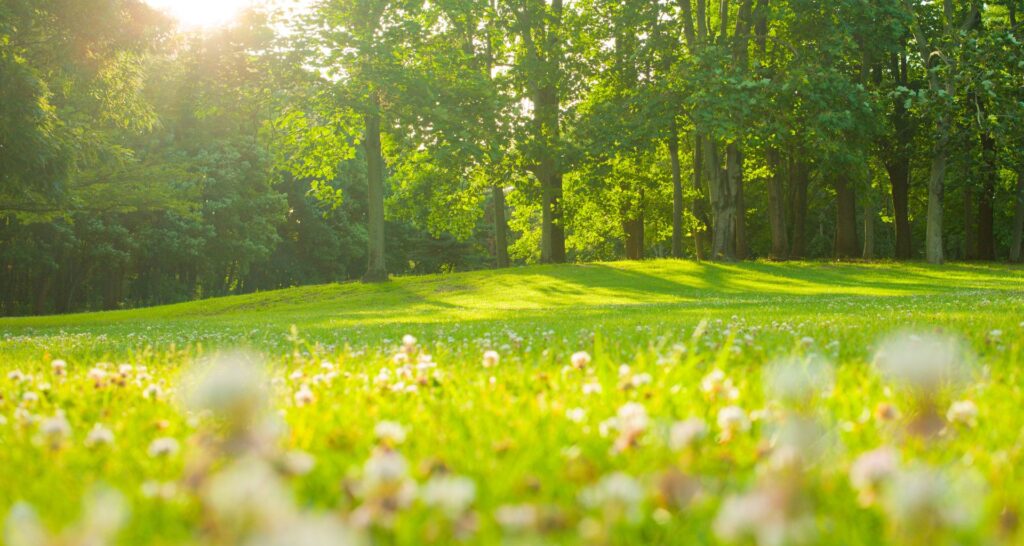 tuin-met-zon-en-schaduw