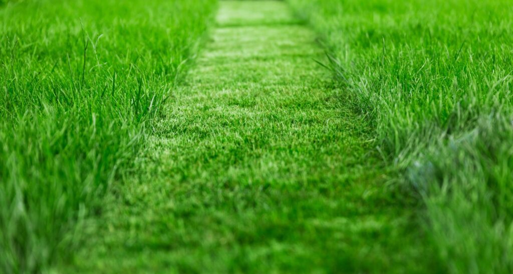 gras-met-maaistreep