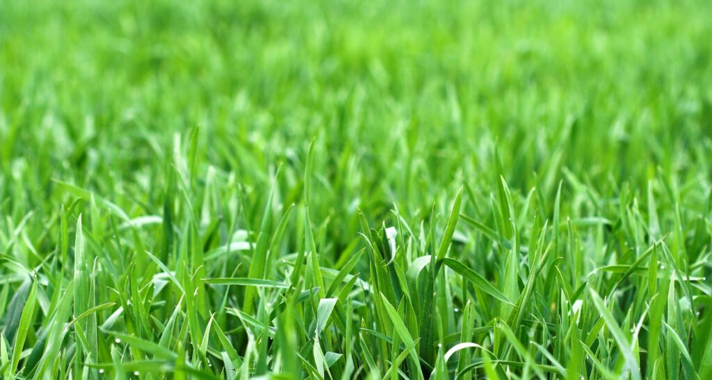 grassprieten